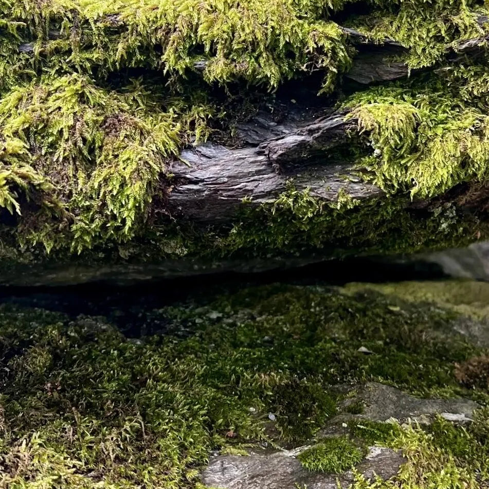 ZUKOH 塗香（ずこう）- 粉のお香でリフレッシュ、気分転換をしたい時に 桐箱入