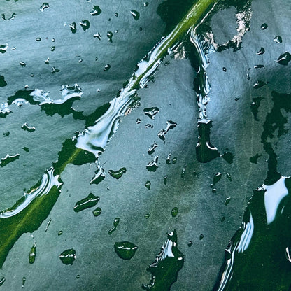 HINOQI ナチュラル・パフューム　１００％天然原料使用した淑やかで優雅な香り No.5 REI 零（レイ）