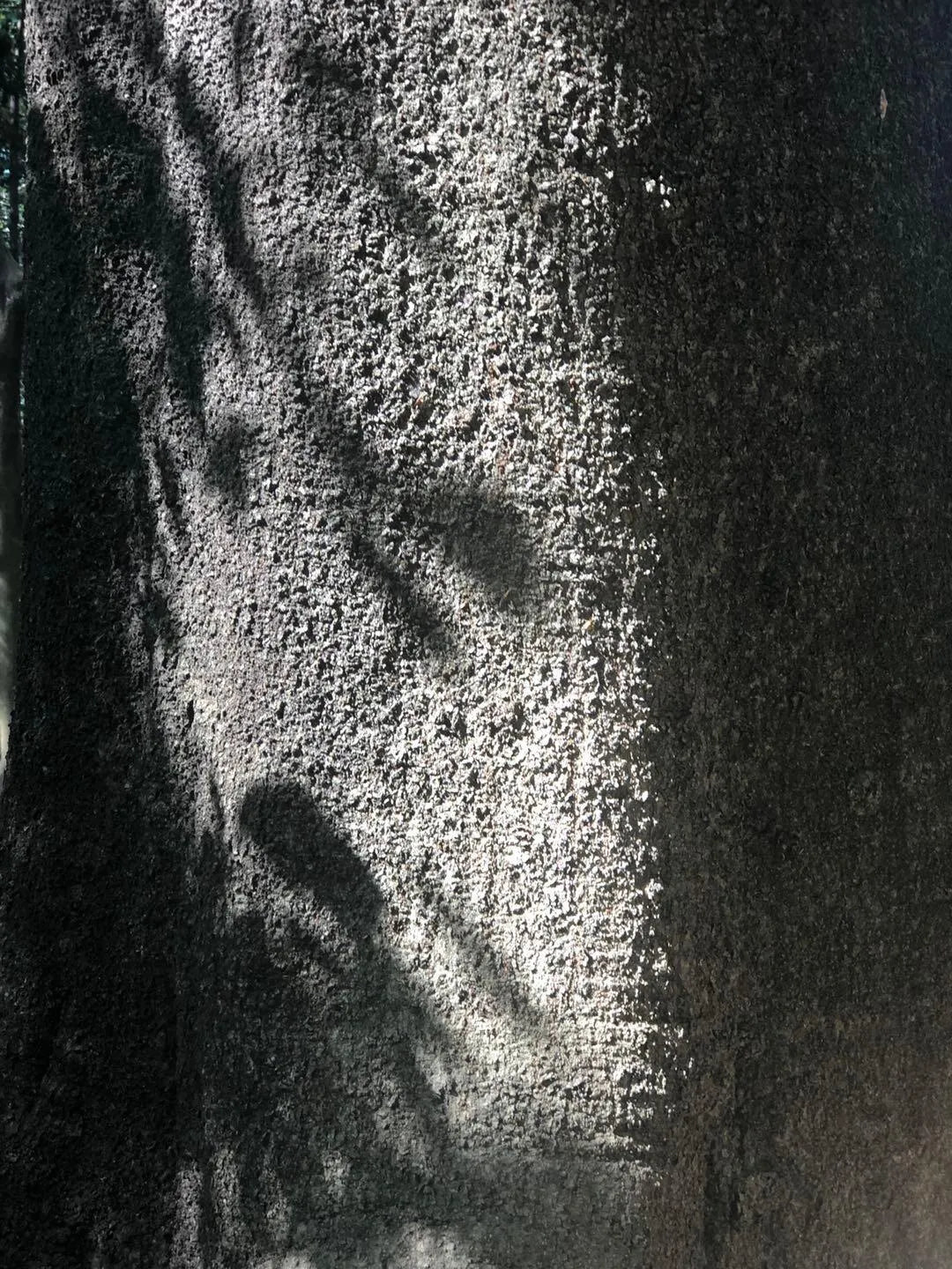 HINOQI ナチュラル・パフューム　１００％天然原料使用した淑やかで優雅な香り ディスカバリー・セット 桐箱入（３種）