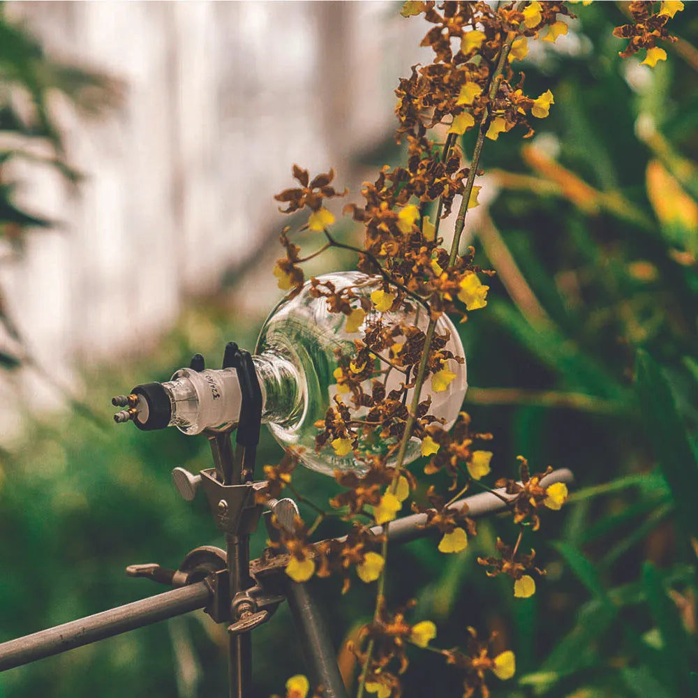 【NYBG サスティナブル/フレグランス/香水】ハニーサックル EDT(オードトワレ) 60mL