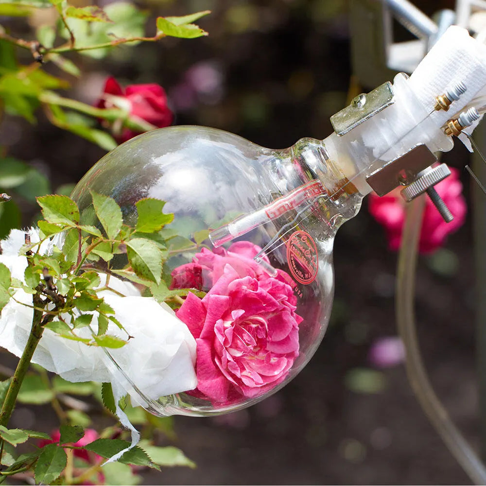 【For Women's サスティナブル/フレグランス/香水】ローズ Perfume(パフューム) 7.5mL