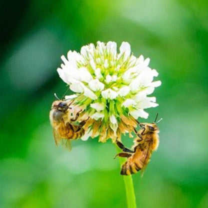 ココロとカラダを呼び覚ます【ムルイ香油（ロールオン）】Aroma Oil Rollon 01　～街路樹の緑をイメージした香り