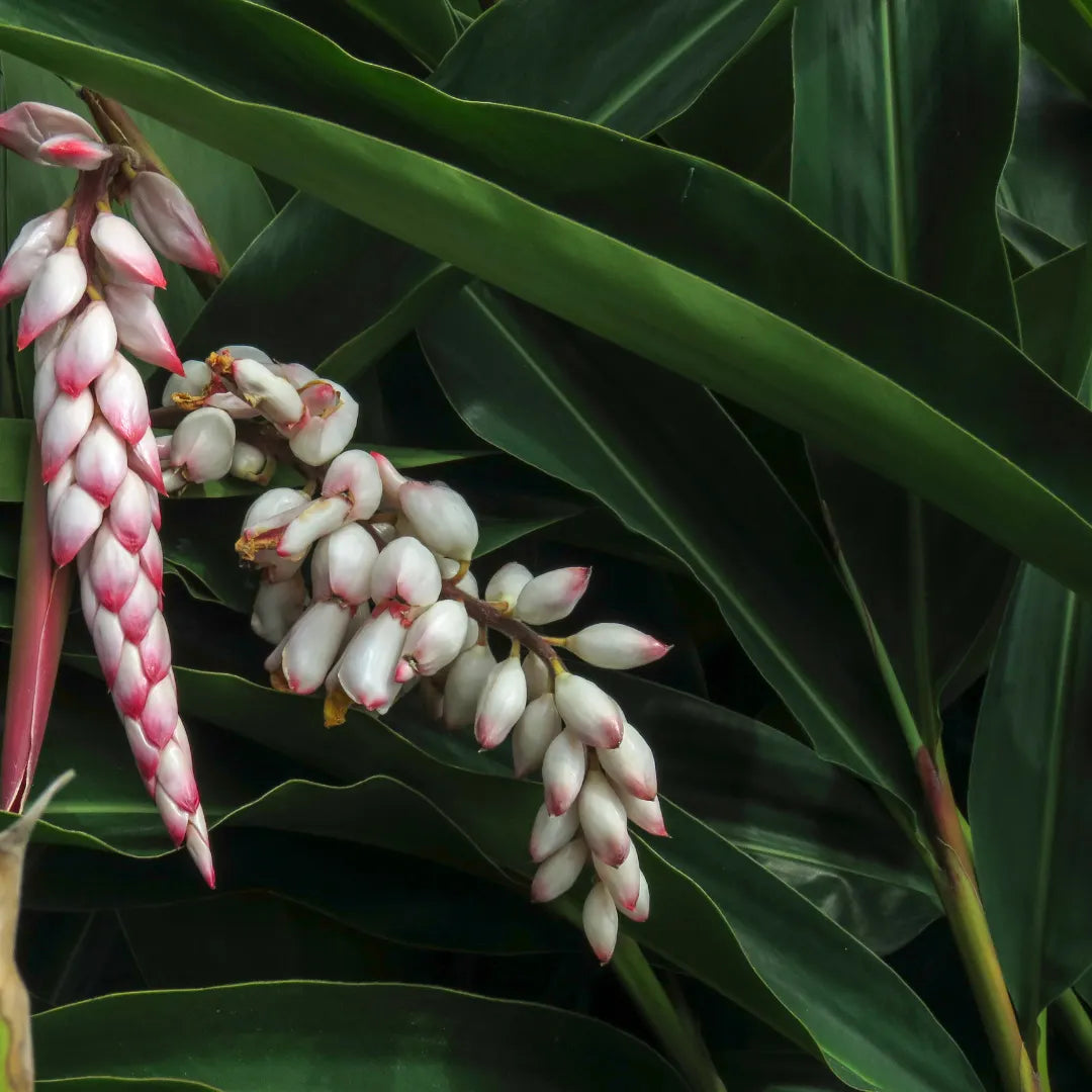 数量限定　月桃／アロマシート 10点セット（ホワイト5、クラフト5）香りサンプル付き